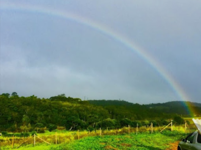 VAQUINHA CONTA MEDIDOR	31142618 VF4